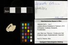 Foto (Objekt + Etiketten) von Jurellana tithonia (Schweitzer & Feldmann, 2010) 